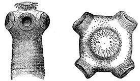 Свиной цепень (Taenia solium)