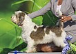 Small Vendeen Basset-Griffon.JPG