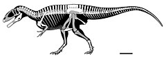 Carcharodontosaurus saharicus skeletal.jpg