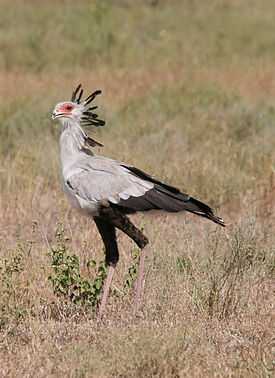 Sagittarius serpentarius Sekretär.JPG