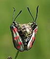 Zygaena filipendula 240503.jpg