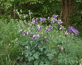 Водосбор обыкновенный (Aquilegia vulgaris) — типовой вид рода Водосбор. Общий вид группы цветущих растений