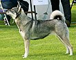 Swedish Elkhound.jpg