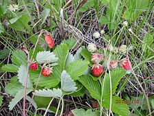 Fruit-left-Fragaria vesca,right-Fragaria viridis.jpg