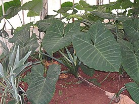 Colocasia gigantea