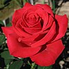 Rosa Red Chateau01.jpg