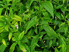 Andrographis paniculata 001.JPG