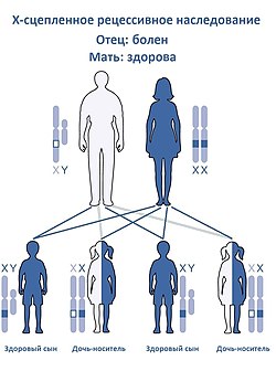 X-linked Recessive Inheritance-Ru(M).jpg