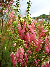 Erica mammosa flower.jpg