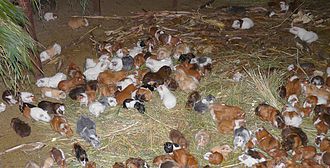 Guinea pig stable.jpg