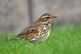 Redwing Turdus iliacus.jpg