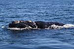 Southern right whale6.jpg