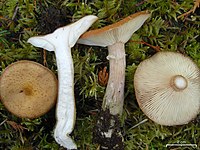 Honey Mushrooms (4495535119).jpg