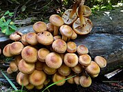 Kuehneromyces mutabilis BW46.JPG