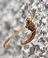 Mayfly on Wall.jpg