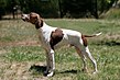 English pointer.jpg