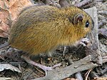 Woodland jumping mouse-closeup.jpg