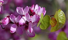 Cercis occidentalis flowers.jpg