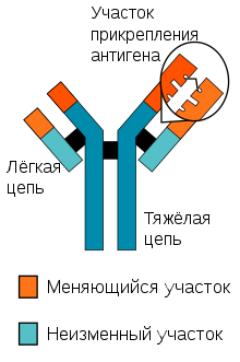 Antibody chains-ru.svg