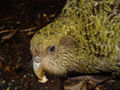 Strigops habroptilus, face.jpg