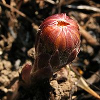 Tussilago farfara20100409 57.jpg