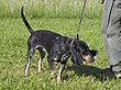 09057120 Luzerner Laufhund.jpg