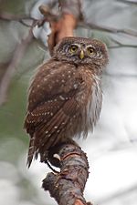 Glaucidium passerinum 20110413.jpg