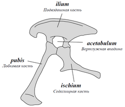 Saurischia pelvis ru.PNG