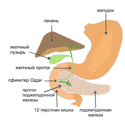 Illu pancrease2 Rus.gif