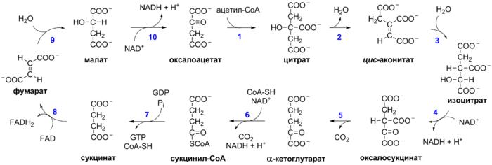 Krebs Cycle ru.png