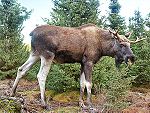 Moose-Gustav.jpg