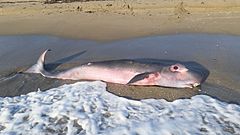 Pygmy sperm whale.jpg