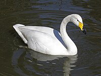 Whooper Swan RWD2.jpg