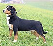 Entlebucher.jpg