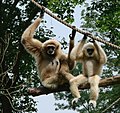 Gibbon Amiens 26873.jpg