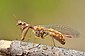 Mantispa styriaca (9566952168).jpg