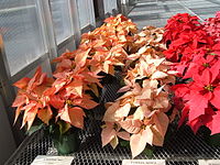 Pointsettia 4.JPG