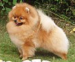 Pomeranian.JPG