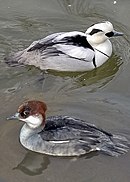 Smew.both.arp.600pix.jpg