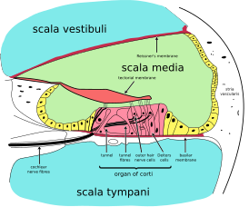 Cochlea-crosssection.svg