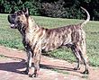 Dogo Canario.jpg