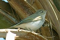 Eastern Bonelli's Warbler.jpg