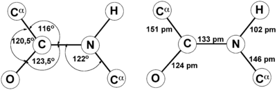 Trans-Peptide Bond.png