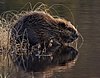 Beaver pho34.jpg