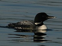 Common Loon RWD2.jpg