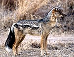 Side-striped Jackal.jpg