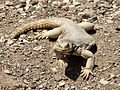 Uromastyx aegyptia 2.jpg