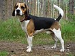 Beagle harrier.JPG