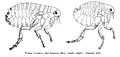 Блоха человеческая Pulex irritans, самка и самец