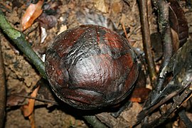 Rafflesia bud closeup.jpg